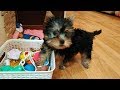 Dog Vlog: Йорк Микки //Как щенок ходит на пелёнку// Игрушки для Микки// Подстригли ушки