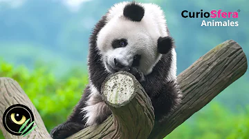 ¿Qué significa identificarse con un panda?