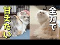 早朝から起こされて全力で甘えてくる猫達が可愛い過ぎた