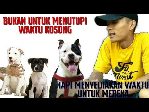 Apakah Anjing Boleh Makan Daging Ayam Setiap Hari