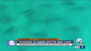Sharks migrating south along Palm Beach County coast