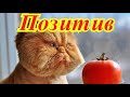 Смешные кошки. Позитив. Создай себе хорошее настроение