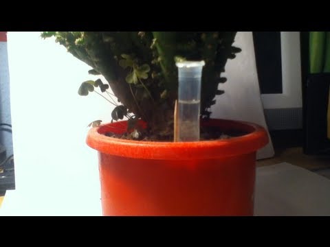 automatische-bewässerung-von-pflanzen:-bewässerungsanlage-aus-spritze-selber-bauen---anleitung