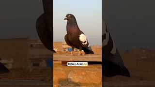 Tiktok Viral pigeon Video | Kabutar Ki Video | Gandedar Kabutar