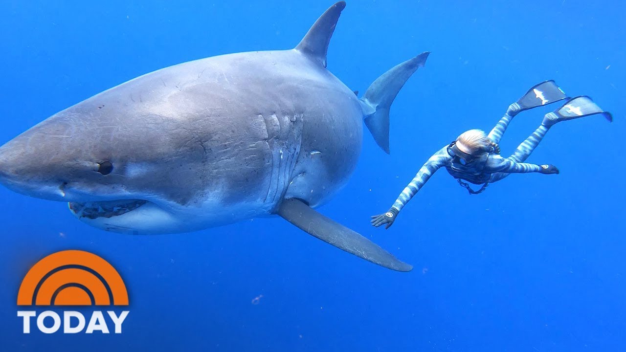 Video: Ocean Ramsey Swims with Massive Great White