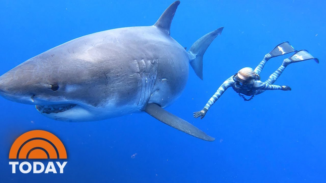 great white shark in the water