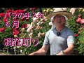 バラの手入れ６月【木立性バラの凋花切り（花がらの処理）・追肥】
