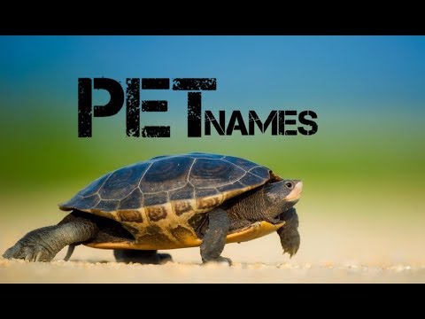 male-turtle-names-beginning-with-m---youtube
