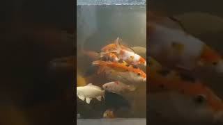 Ikan dalam aquarium