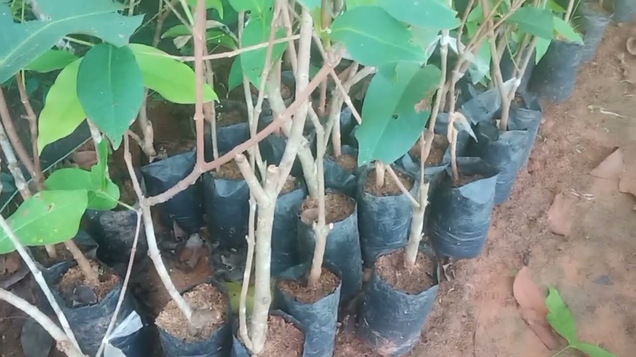 cek akar hasil stek batang besar