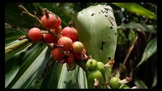 Great Kasiat, Forest Galangal