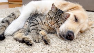 Golden Retriever thinks Funny Kitten is His Girlfriend (So Funny!!)