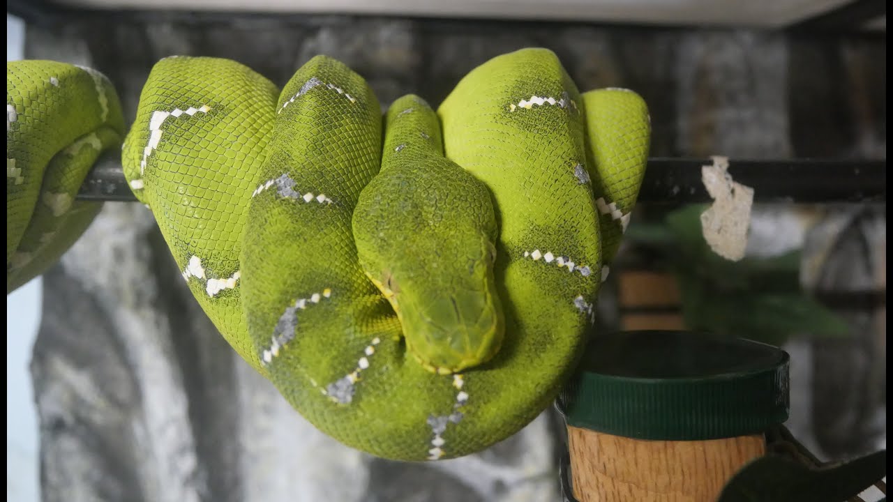 A closer look at Three Things To Avoid Feeding Emerald Tree Boas