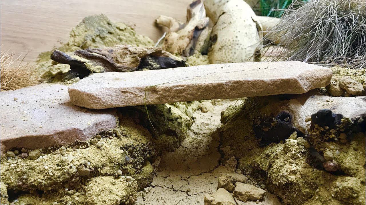 LEOPARD GECKO ENCLOSURE