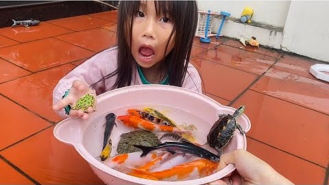 Vui học cùng bé-Giải cứu các con cá,con cua,con rùa ,con ếch… dưới trời mưa cùng bé chip đáng yêu