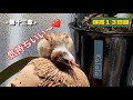 保護雀【14】至福の時間（2025年8月4日）