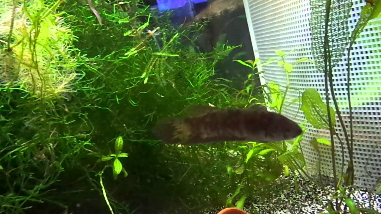 Betta Simorum - YouTube