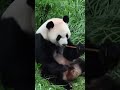 China's latest panda diplomats head to Atlanta