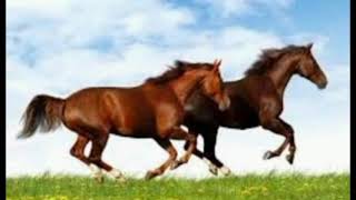 صورة لاجمل واندر أنواع الخيول