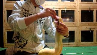 ビルマニシキヘビ -アルビノ- アルビノ 検索動画26 ビルマニシキヘビ -アルビノ- アルビノ 検索動画 26