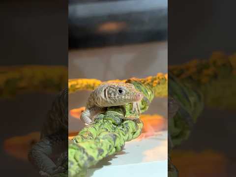 GREBEK KOLEKSI REPTIL UNIK, ANEH DAN LANGKA DI TOKO HEWAN EKSOTIS CHINA! 🇨🇳