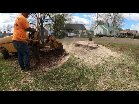 Rayco Rg50 Tackling a Large Maple Stump