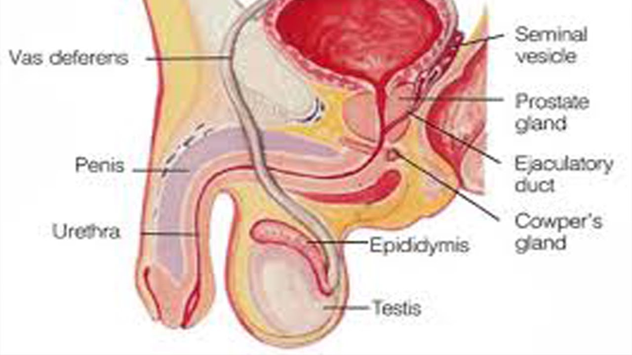 Male Infertility Solutions - Good Health