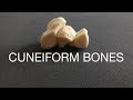 CUNEIFORM BONES