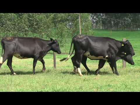 LOTE 234   21º LEILÃO SANTA LUZIA   LEITE COM RAÇA🥛🐄