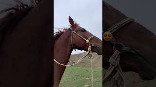 #рекомендации #врек #reels #втоп #лошади #конь #рек #альхамдулиллах #1million #😍