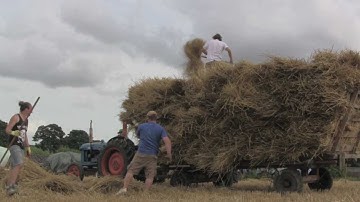Threshing wheat for thatching straw