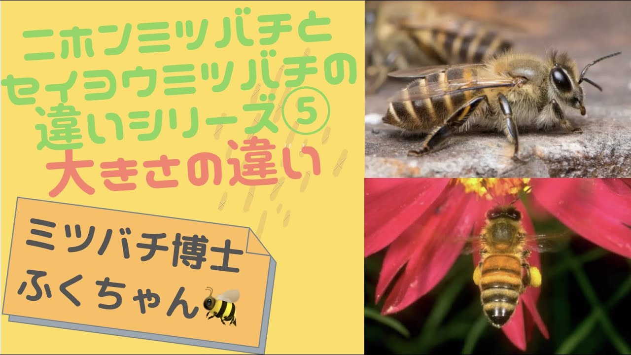 ニホンミツバチとセイヨウミツバチの違いシリーズ⑤〜体の大きさの違い