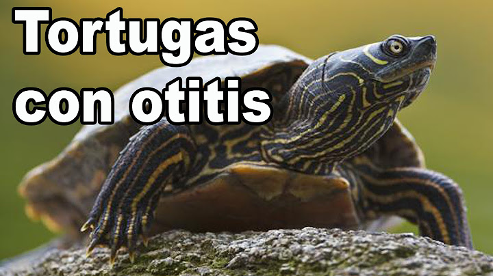 Otitis en tortugas de agua y tortugas de tierra Abceso oido