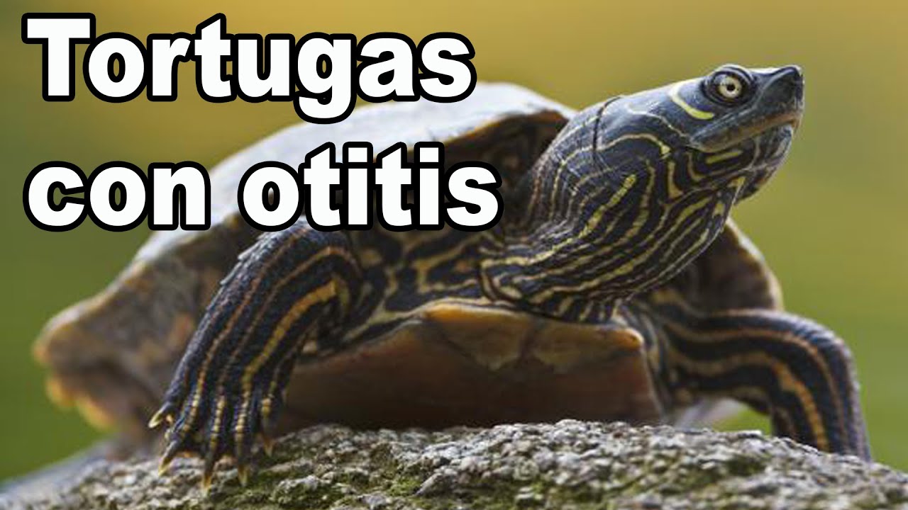 Tortuga de agua