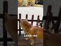 豆皮也想一起玩