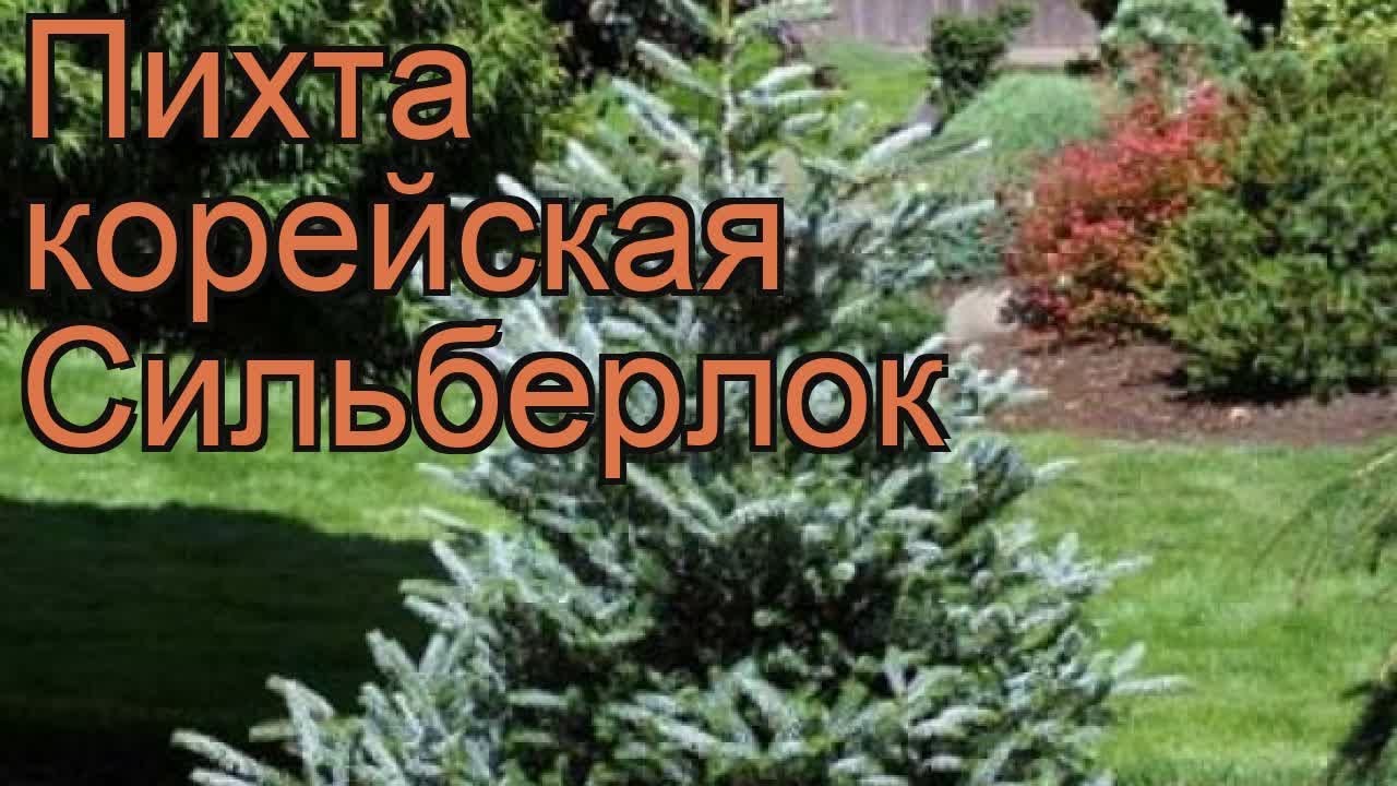 Пихта корейская Сильберлок (abies koreana silberlocke) 🌿 обзор: как сажать, саженцы пихты Сильберлок