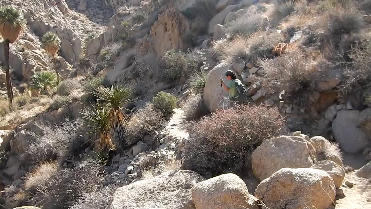 Lost Palms Oasis Hike - Hiking Joshua Tree National Park
