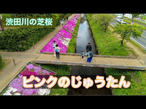 神奈川伊勢原市【渋田川芝桜 】ドローン空撮