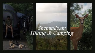 Shenandoah National Park (kid &amp; dog-friendly things) | Vlog 85