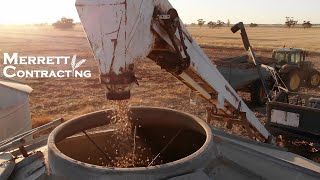 Day 38-43 | Cleaning Faba Beans | Harvesting Lentils