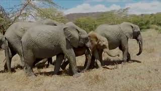 Rescue of Orphaned Elephant Kapei | Sheldrick Trust