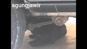 Reaksi binatang(anjing) mendengar suara Adzan.