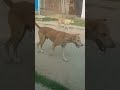 #kamedi #trending #viralvideo #sumitkumarofficial-n#sad