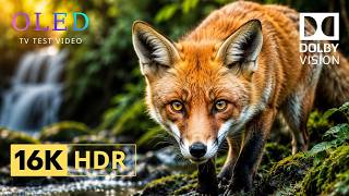 INSANE Nature & Wildlife HDR Test | 16K Dolby Vision 240FPS (8K/4K Ultra HD TV)