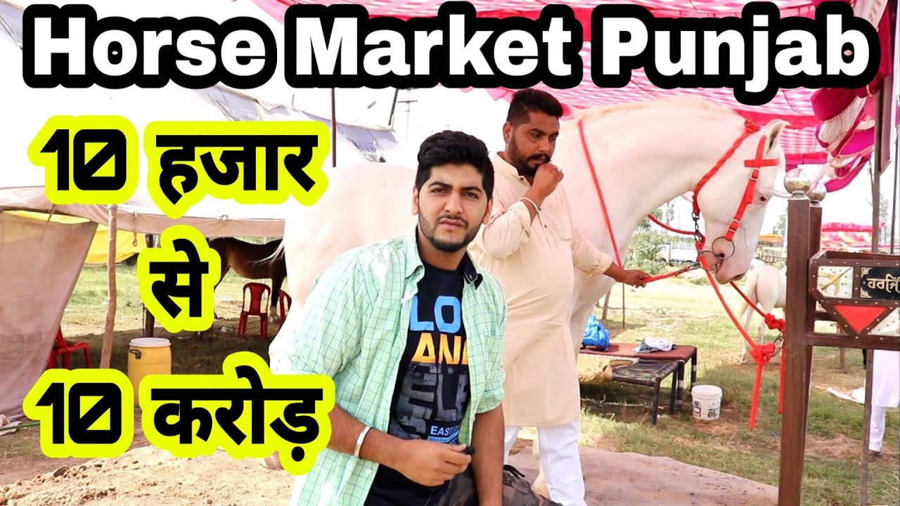 10 Crore ka Ghoda at Punjab Horse market | Marwari horses and Nukhre Horses | ENGINEER SINGH