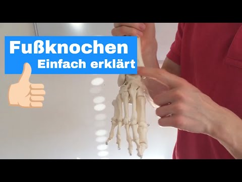 Fußknochen