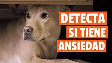 ¿Cómo manifiestan ansiedad los perros?