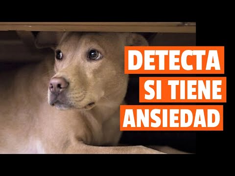 Video: 10 signos de que tu perro tiene ansiedad