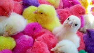 cute baby chicks, colorful chikens, Zari Tv