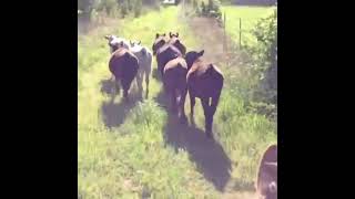 Herding cattle